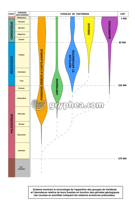 Arbre de l'évolution des vertébrés - gryphea.org